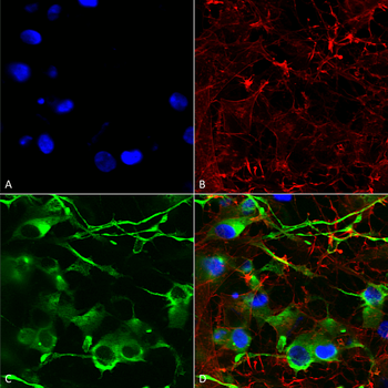 KCC2 Antibody (RPE)