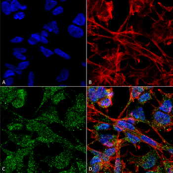 KCC2 Antibody (RPE)