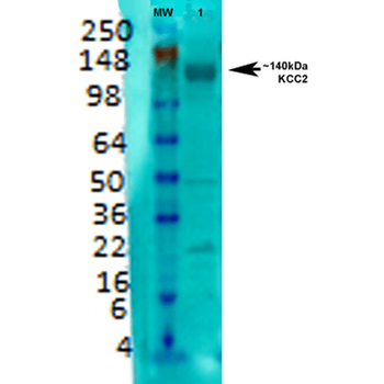 KCC2 Antibody (RPE)