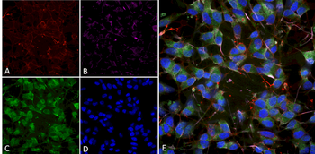VGLUT1 Antibody: APC