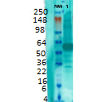 VGLUT1 Antibody: APC