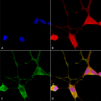 VGLUT1 Antibody (HRP)
