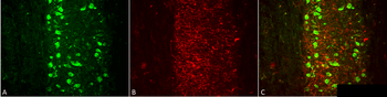 VGLUT1 Antibody (RPE)
