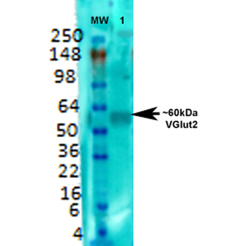 VGLUT2 Antibody: FITC