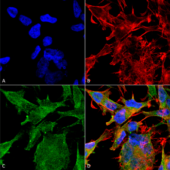 VGLUT2 Antibody (RPE)