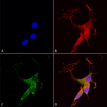 VGLUT3 Antibody (PerCP)