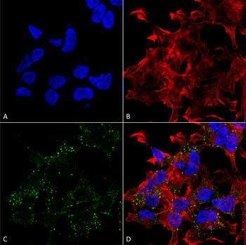 VGLUT3 Antibody (RPE)