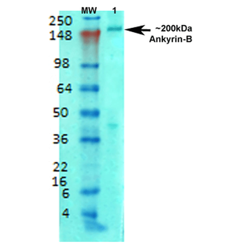Ankyrin B Antibody: FITC