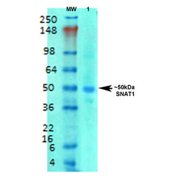SNAT1 Antibody: APC
