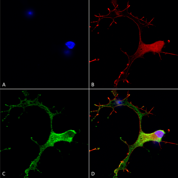GABA B Receptor 1 Antibody (Biotin)