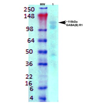 GABA B Receptor 1 Antibody (Biotin)