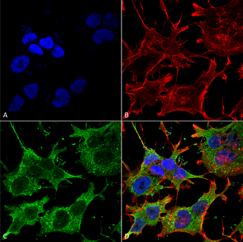 Ankyrin G Antibody: FITC