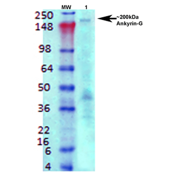 Ankyrin G Antibody: FITC