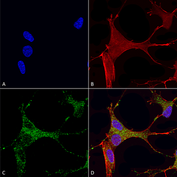 Cav3.1 Antibody: APC