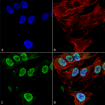 Cav3.1 Antibody: APC