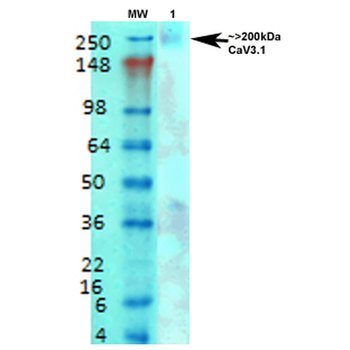 Cav3.1 Antibody: APC