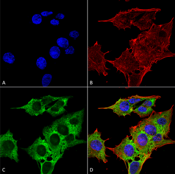 EAAC1 Antibody: Biotin