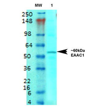 EAAC1 Antibody: Biotin