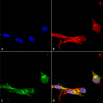 mGluR1/5 Antibody: APC