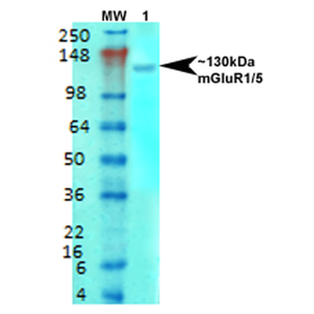 mGluR5 Antibody (HRP)