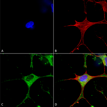 ClCN3 Antibody (APC)