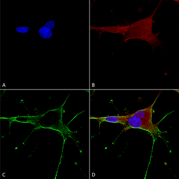 GluN1 Antibody (FITC)