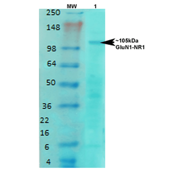 GluN1 Antibody (FITC)