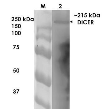 Dicer Antibody: APC