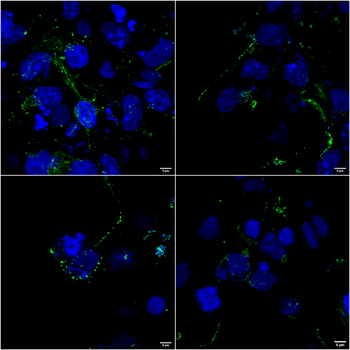LRP4 (Extracellular) Antibody: APC