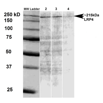 LRP4 (Extracellular) Antibody: Biotin