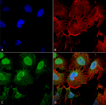 mGluR1/5 Antibody: APC