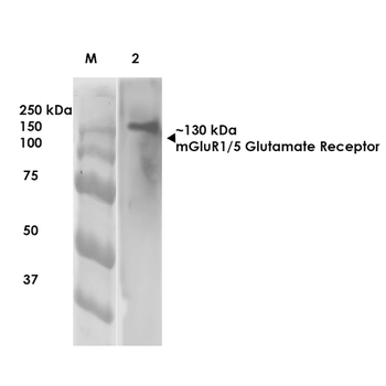 mGluR1/5 Antibody: APC