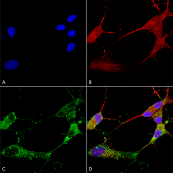Stargazin Antibody (PerCP)