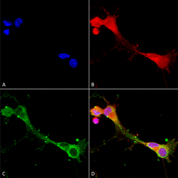 ASIC1 Antibody: PerCP