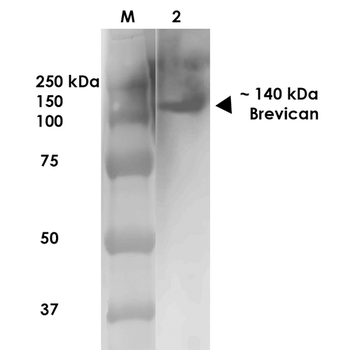 Brevican Antibody: APC
