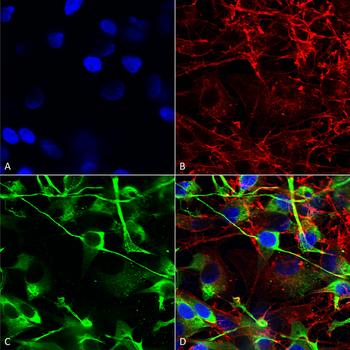 NMDAR2A NMDA Antibody (PerCP)