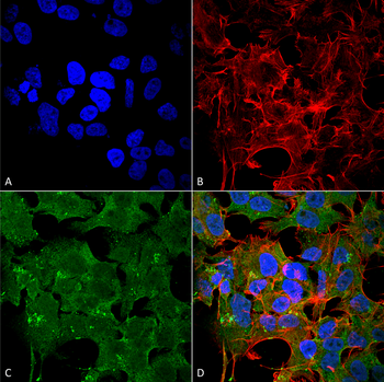 NR2A Antibody (PerCP)