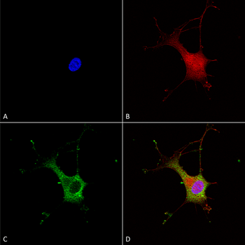 Alpha 2C Adrenergic Receptor Antibody: Biotin