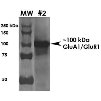 GluR1 Antibody (HRP)