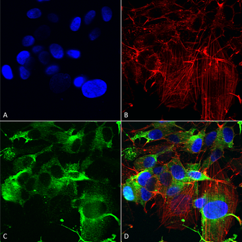 GluR1 Antibody (PerCP)
