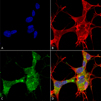 GFAP Antibody (APC)