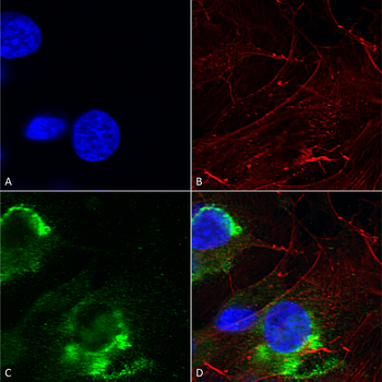 GFAP Antibody (Biotin)