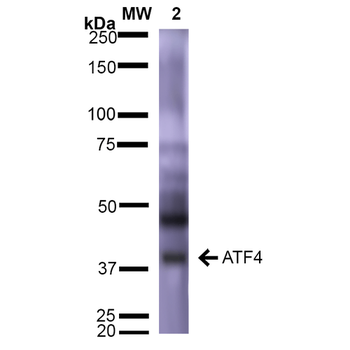 ATF4 Antibody (HRP)