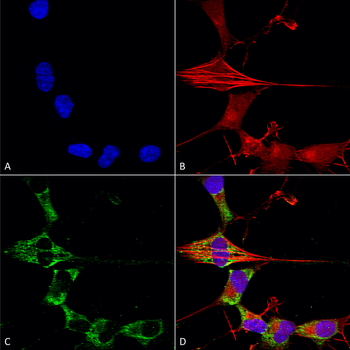 FGF13 Antibody (HRP)