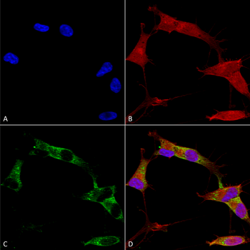 Protocadherin Gamma (pan) Antibody: APC