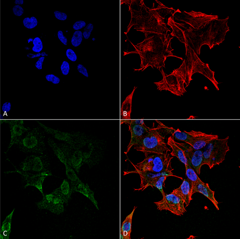 Protocadherin Gamma (pan) Antibody: APC