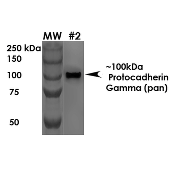 Protocadherin Gamma (pan) Antibody: APC