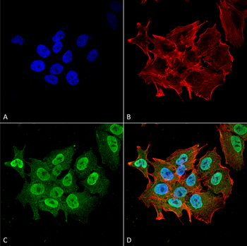 Ataxin 1 Antibody: FITC