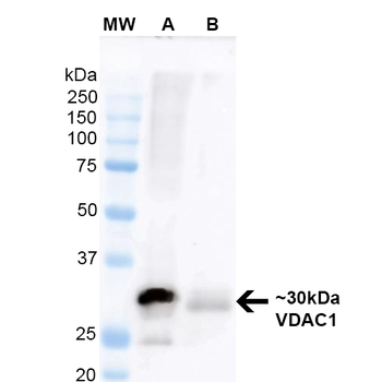 VDAC1 Antibody: HRP