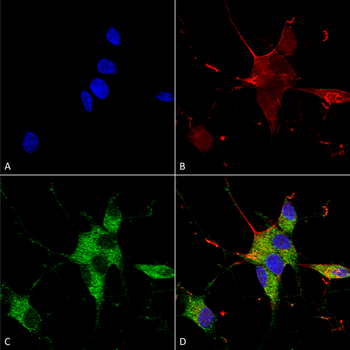 SHANK1/SHANK3 Antibody: Biotin